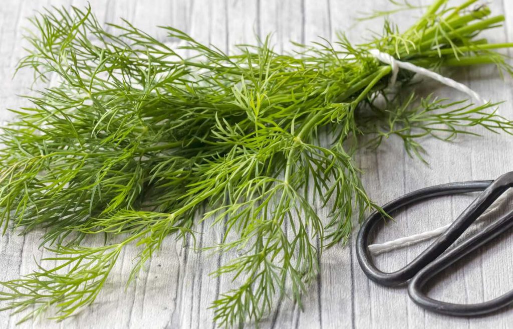 How To Cut Dill