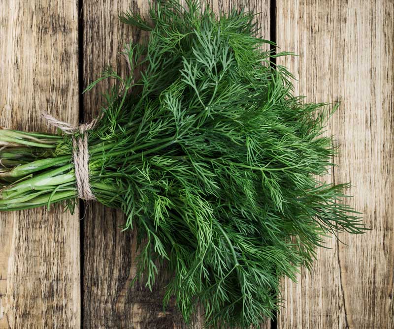 How To Cut Dill